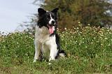 BORDER COLLIE 733